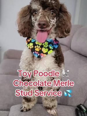 #studservice #frenchie #frenchbulldog #bulldog #toypoodle #miami #orlando #tampa #newyork #newjersey #poodle #laguardia #newark #california #denver #texa #oregon #toypoodlered #redtoypoodle #westpalmbeach #poodlesoftiktok #frenchie #merle 