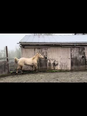 This is my world, I wouldn’t change a thing! #horses #treadsoftlyhorsetraining #aqha #aphc #grulla #cremello #bay #toddlerhorse