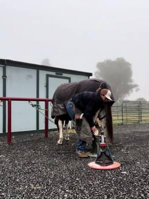 He likes to be the whole problem😑#farrier #farriersoftiktok #femalefarrier #horseshoer #horses #equine #winter #hooftriming #fyp 