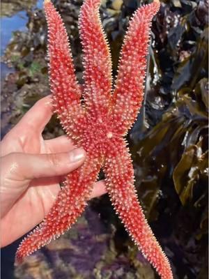 What else do you want to know about sea stars? 🤓 ig its_mad_science for more ocean facts #seastar #starfish #LearnOnTikTok #squishy #echinoderm #stem #fyp 