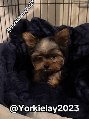 When you ask for grandkids and they bring you a puppy instead. 🤦‍♀️ #fyp #fypシ゚ #fypage #fypシ゚viral #viral #viralvideo #viraltiktok #yorkiesoftiktok #yorkiemom #yorkie #yorkielover #puppiesoftiktok #ilovedogssomuch #dog #dogvideos #foryoupage #puppylove #pets #doglovers #dogsoftiktok #viraldogs #viraldogoftiktok #yorkie #yorkies #yorkieterrier #grandma #cutedog #cute 