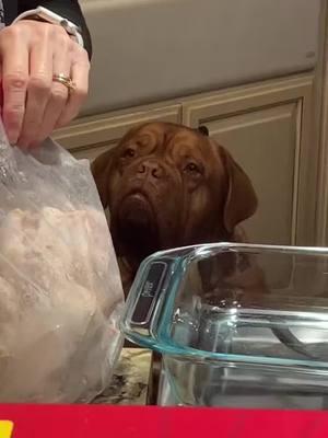 Is that for me?  #isthatforme #feedbocephus #dinner #dogmom #bocephusthedogue #fyp 