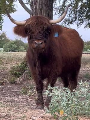 Minnie is such a pretty girl! #redbrindle #mcclintockakamickey #minnie #highlandcow #texas #grasspuppy #fypツ #boom #f #breezyhillhomestead 