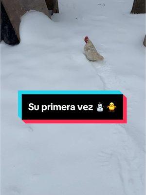 Awww Blanquis andaba un poco confundida en su primera nevada. Pero rápido aprendió! 🙌🏼❤️🐓🤭 un dato importante… Blanquis pone huevos blancos! 😅😜 apúntale! #danirive #diversion #gallina #familia  #gallinasponedoras #mascotas #nievesdeenero #nevadas #pollito🐥 #bendecida 