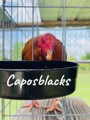 #fyp #fupシ #fupage #viral_video #gallos #galleros #gallosmexico🐓👌 #gallera #gamefowllife #caposblacks 