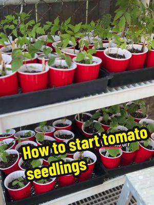 How to start tomato seedlings 🌱 zone 9b Bakersfield CA but can apply to growing indoors in any location #garden #gardentok #gardening #gardeningtiktok #gardeningtips #gardening101 #backyardgarden #tomato #tomatos #tomatoesoftiktok #tomatoes #tomatoseason #tomatoseeds #tomatoseedlings #growtomatoes #growwithme #homestead #homesteading #homesteadtiktok #backyardgardening #gardendiy #bakersfield #bakersfieldgarden #zone9b #zone9bgardening 