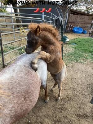 Hot Sauce was spicy, but so much fun to play with 🌶️🌶️🌶️#paizleysponies #paintedponiesranch #farmlife #minihorse #ponies #poniesoftiktok #horsetok #animals #fiesty #funnyanimals #funnyanimalstiktok #cute #minihorsesoftiktok #horse #adorableanimals #horses #horsegirl #hilarious 