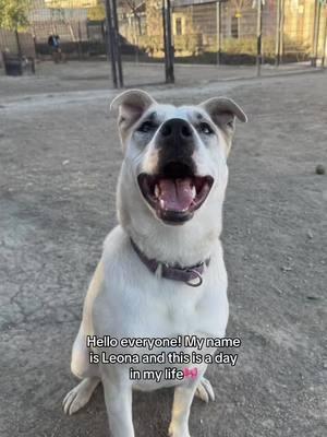 Meet N 🐾 Meet this adorable 3-year-old Australian Cattle Dog mix Leona!🐾 💖 She's been waiting for a loving home since 3/1/2024, and she's ready to steal your heart! 🐕 This sweet girl already knows her basic commands like sit, shake, and is fully potty trained! 🐾 She's an absolute joy to be around and loves nothing more than a good belly rub. 💕 🎉 Looking for a loyal companion who's as sweet as she is smart? Come meet her and give her the forever home she deserves! 🏡 📍OC ANIMAL CARE: 1630 Victory Road Tustin, CA 92782 #AdoptDontShop #GermanShepherdLove #SeniorDog #EasyGoingCompanion  #OCAnimalCare #orangecountyanimalservices #packwalk #shelterpups #cutedogs #dogoftheday #adoptme #dogsofinstagram #dogsofig #rescuedogsofinstagram #ilovedogs #shelterdogsrock #adoptarescue #shelterdogsofinstagram #rescuedismyfavoritebreed 