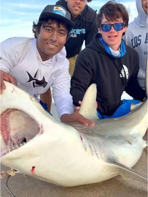 Gotta love a daytime blacktip shark!!  #thefishermeng #fishing #shark #sharkfishing #beachlife #sunrise #lbsf #landbasedsharkfishing #blacktip #blacktipshark #hammerhead #floridafishing #bigshark #sharkattack #beachsharkfishing #floridasharkfishing #floridasharks #bullshark #hammerheadshark #westpalmbeach #swellpro #swellprodrone #sportfishing #landbasedsharkfishing #beach #massiveshark #USA #american #blacktip #florida #sharkattack #penn  