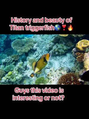 History and beauty of Titan triggerfish 😱❣️👌🔥 #creatorsearchinsights #triggerfish #aigenerated #beautyofnature#interstingvideo#informativevideo#foryoupagе#unitedstates#turkey #germany #unitedkingdom #viral#foryoupagе#tiktokteamplzviral #plzviral🥺🥺🙏🙏foryoupage #5millionviews #foryou #beautifulfish  