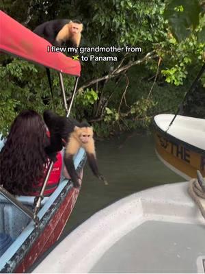 I flew my grandmother from Jamaica to Panama Day 3. If you guys didn’t hear the name of the store it’s Conway. The Titi monkey is only found in Costa Rica, Colombia and Panama and the cost for this excursion was $48 persons.  We weren’t allowed to feed the monkeys due to the new rules set by the Government. Even though we couldn’t feed them the experience was memorable because we did and see alot of things for the first time.  #pty🇵🇦 #pty #pty507 #pty😈🇵🇦 #panama #panama🇵🇦 #jamaica #jamaicatiktok #jamaicantiktok #jamaican #jamaicantiktok🇯🇲viral #monkeys #monkey #explorepage 