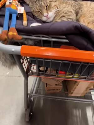 Leo loves to sleep 🐱💤#catdad2020 #catsoftiktok #homedepot 