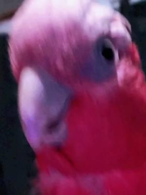 #Rosie asks #whatchadoin #pink #galah #cockatoo #talkingparrot