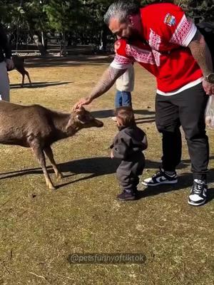 The kid and the sheep 👀📸 #cat #catsoftiktok #cutecat #catsoftiktok #fypage #foryou #funnyvideos #funny #animal #kitty #sheep 