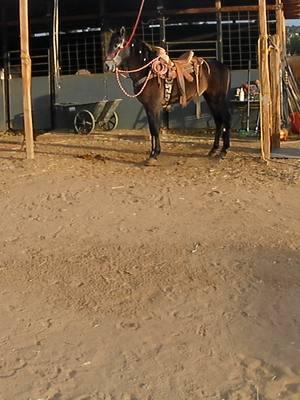 Riding Vago In The Street For The First Time..😆🤷‍♂️🤦 #fyppppppppppppppppppppppp #fyp #caballosbailadores #potros #espanol #cuacos #amansando #perris #sinmiedoalexito #awebo 