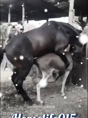 Black Horse And Donkey Breeding #horselife #donkeylife #dokeybreeding #horsebreeding #donkeyhorsebreding #horsedonkeybreeding #meeting #tiktok