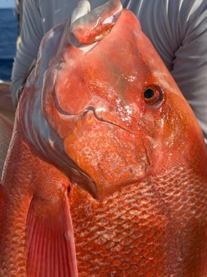 Midnight run off Seychelles on 82 Viking to the best fishing spots with capt Josh Worthington #fishing #bottomfishing #snapper #dogtoothtuna #careychenart #seychelles 