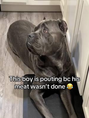 Spoiled a$$ puppy #CreedOctober #bluebrindlecanecorso #canecorsomom #italianmastiff #mommashandsomeboy #dogtiktok #canecorsoitaliano #largebreedsoftiktok #creedtok #adayinthelifeofcreed #creed4 #reversebluebrindle #bigdawgenergy #canecorsotraining #canecorsomom #stubbornpuppies #corso #italianmastiffsofinstagram #mastiffpuppy #puppylove #reversedbluebrindlecorso 