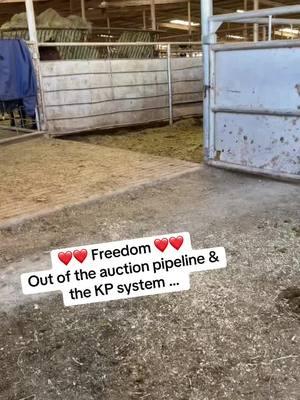 Freedom rides #rescue #horsesoftiktok #fyp #fypシ #equine #horse #goodhorses