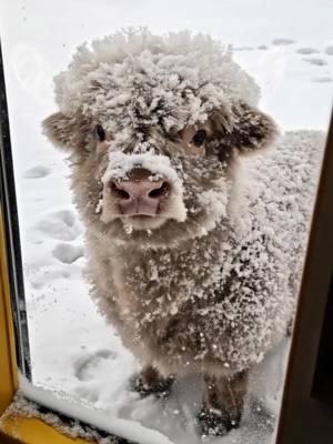 The calf had been forgotten outside and was found covered in snow 🥶#highlandscoffee #highlandcow 