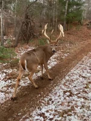 He truly was one special boy to us 🥺 #whitetail #farmlife #myboy #wildlife #nomi #fyp #animalsoftiktok 