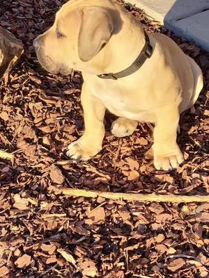 Mr. Busybody 🤣 #shujaa #boerboel #southafricanmastiff 