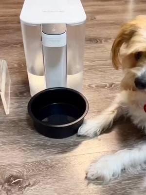 Did you know that just like us, our furry friends deserve the best hydration? Giving your dog filtered water helps reduce exposure to harmful contaminants, supporting their overall health and vitality. Our ED04 electric water filter can protect you and your loved ones from up to 30+ substances including chlorine, lead, mercury, benzene, bisphenol A and more, so you can trust every drop.💧 Share a pic of your pup enjoying Waterdrop Filtered water and tag us! We’d love to see those happy tails wagging.🦮 #Waterdrop #CleanWater #WaterdropFilter #PureWater #purewithwaterdrop #waterfilter #StayHydrated #electricwaterdispenser