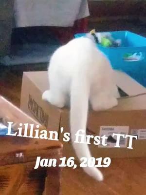 Lillian The Deaf Cat #💛💙 #deafcatlillian #crazydeafcat 