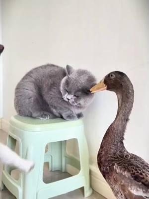 #catsoftiktok #ducksoftiktok🦆 #petlover #duck #Love #cutecat #pet #pets #PetsOfTikTok #foryoupage #foryou #fy #fypシ゚viral #cat