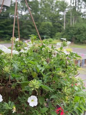 #sweetsummer Pulling from my drafts 🥹 Bring back the sunshine. #feelslikenh #january #gooddayforagoodday #hiddentreasures #hiddentreasurefleamarket #swanzey #swanzeynh 