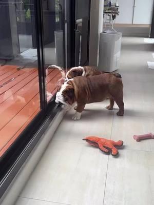 It's rainy... ☔️💦💧🌨 Credit: on IG house_of_bulldogs . . . . . . . . . . #englishbulldogs #englishbulldogpuppiesoftikt #englishbulldogpuppies #englishbulldogsoftiktok❤️ #englishbulldog #englishbulldogsoftiktok #englishoftheday #englishbulldoglove #bulldogoftiktokbulldog #bulldogsoftiktok 