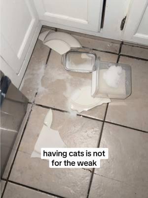 no idea how i slept through that… and yes i checked all of their paws #fyp #joke #catsoftiktok #catowner #catownerproblems #cattok 