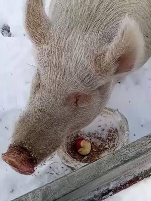 We had snow! I've been hibernating! 🥶  #hercules #pigs #pets #snpw #snowday #ice #weather #pigsaspets #petpigs #PetsOfTikTok #animals #farmlife #snowfall #winter #fyp 