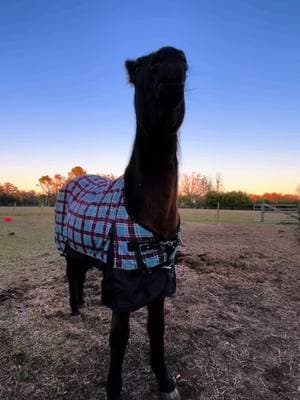 This is Kahlua, she was surrendered to us after being involved in a trailer accident which left her blind in one eye and some neuro issues. Her owner could not take care of her, so we took her in. We’ve had her with us on the farm a little over a year now, and we think she’s just precious. This video shows what she does after eating anything (food or treats) it doesn’t cause her any pain, it just looks silly. #rescue #horse #equine #Love #care #sweet #gentle #softlanding #sweetgirl #horsesoftiktok #trending #trend #foryou #foryoupage #bts #viral #viralvideo #horsegirl #kindness #lovewhereyoulive #bekind 