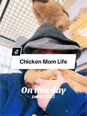 Life of a chicken mama #thehappychickcoop #backyardchickens #chickenmama #chickentree #tbt #onthisday 