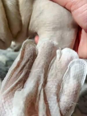 All-in-one no-rinse cleaning gloves: say goodbye to dirty dogs! #petcare #petgrooming #groomingwipes #petcleaninglove #petbath #petmittwipes  #dogbath #petproducts #foryoupage #hot #tiktokfinds 