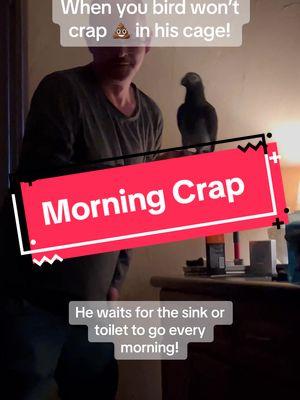 His morning crap 😆 #leosworld #talkingparrot #poop #morning #talkingparrot #funnypet 