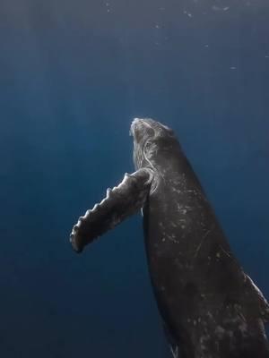 The first time humans truly communicated with a whale 🐋 #amazingocean #whale 