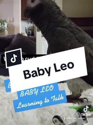 Awwww 🥰🥰🥰🥰 #leosworld #talkingparrot #babyparrot #talkingbird #cuddle 