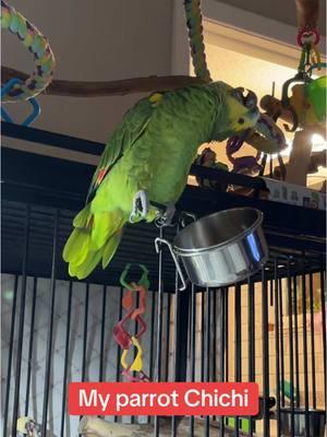 Amazon Parrot #journaling_moore #amazonparrot #parrotsoftiktok #parrot #bluefrontedamazon #parrots #parrotstiktok 