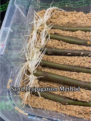 🚀 Root ANY Plant at Home! 🌱✨ Discover the EASIEST way to propagate your favorite fruit trees, houseplants, and garden plants using cheap storage bins and moist play-sand! Perfect for small spaces and crazy efficient—your plants will LOVE it! 💡 #PlantPropagation #DIYGarden #SmallSpaceHacks #FruitTrees #HouseplantLover #GardeningTips #EasyPropagation #TikTokPlants 