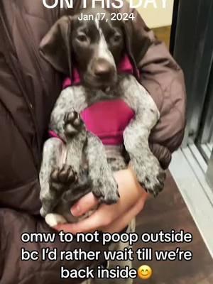 It was chillyyyy outside #onthisday #dogvideos #puppyvideos #velcrodog #clingypet #dogmom #cutedog #puppy #puppylove #dogsoftiktok #dogsvideo #germanshorthairedpointer #puppytok #puppylife #funnydog #gsp #gspoftheday #gspsoftiktok #gsppuppy 