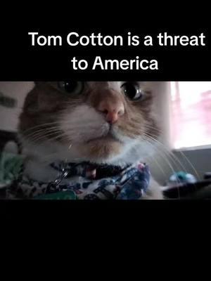 #orangecat #catsoftiktok #PetsOfTikTok #oskar #tomcotton 