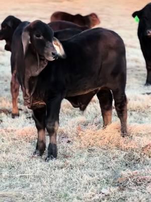 Y’all remember Mr CL Polled Knight Rider!?! He’s growing up @ 17 months old and still has a lot of growing to do! #brahmancattle #fypシ #cowsoftiktok #etcalf #farmlife #cows #polled #brahmanbulls #louiaiana #oklahoma @Chad Steib @Taya 