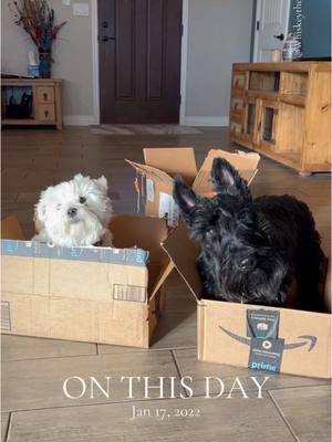 #onthisday #whiskeythescottiedog #amazonfinds #DogsOfTikTok #scottiedog #PuppiesOfTikTok #scottishterrier #scottieobsessed #dogmom #maltesemix #schnauzermaltese #coloradodog #PetsOfTikTok #doglovers #dogswithbeards #dogtok #doggos #pets #animaltok #cutedogs #doglife  #scottiemom #maltesemom #spoileddogs #malteseobsessed #scottiesoftiktok #malteseoftiktok #scottishterriersrule #Siblings #whiskeythescottiedog #dinkwad