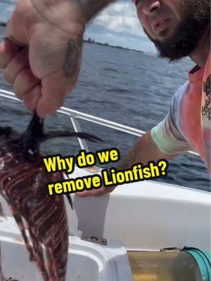 A lot of people have been asking what damage does the Lionfish do in this video? Helps to explain that. If you want to start hunting Lionfish yourself you can! And you can get your gear from www.lionfishzk.com 10% off with code Lionfishxcorp lionfish #lionfishextermination #lionfishhunting #cleaninglionfish #showusyourzk #lionfishguy #discoverychannel #spearfishingdinnerisnotanimalabuse #venomousfish #nonprofitorganization #invasivespecies #lionfishexterminationcorp #nonprofitorganization  @Alex Borsutzky @ZooKeeper @Nathaniel Sorensen @Rachel Taub 