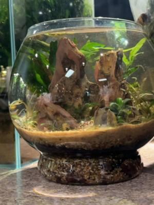 No filter desktop plant bowl. This 1/2 gallon glass is too small for most fish but works great to add a splash of life to your counter or desk. #everevolvingexotics #reptileshop #tucson #arizona #freshwater #nanoaquascape 