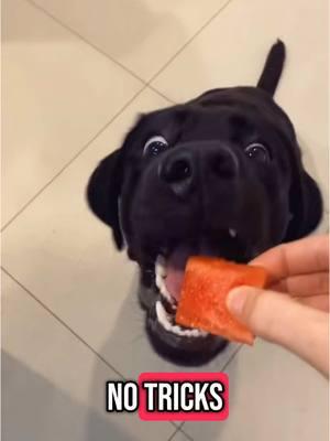 Love me some watermelon. One of my favorite dog videos and favorite TikTok sounds #dog #dogtreats #favoritevideo #firstsound #cutedog #blacklab #nostalgic #creatorsearchinsights 