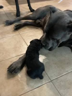 Father sangre meeting his son El Mencho the Cane Corso for the first time and now El Mencho is bigger than him a year later. #canecorso #dogsoftiktok #doglife #petlover #canecorsoitaliano #corsos #blackguardianzcanecorso #fyp #PetsOfTikTok #bigdogsoftiktok #petoftheday #petsofinstagram #workingdog #doglover #guarddog #fatherson #daddysboy #bigdog #dog #dogsforlife 