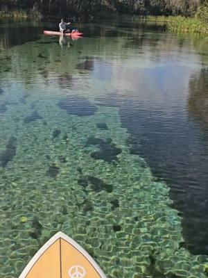 Happy to answer any questions if you're planning a trip. 😁 . . . . . . . . . #paddleboarding #sup #paradise #springs #gulf #naples #floridasprings #gulfcoast #Outdoors #nature #wildlife #floridaexplored #florida #thesunshinestate #Fitness #getoutside #lovefl #ocala #silverglen #silversprings #alexandersprings #floridawildlife #manatees #otters #alligator #animalencounters 